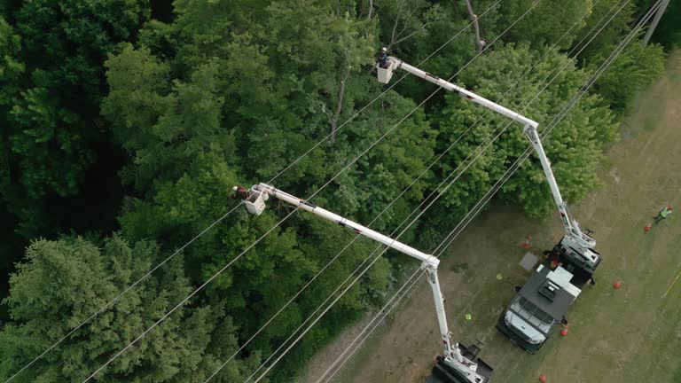 Trusted Malvern, AL Tree Removal Experts