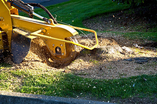 Artificial Turf Installation in Malvern, AL